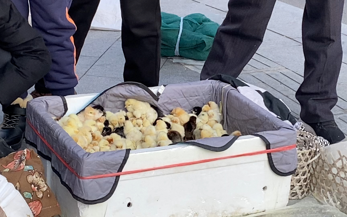 立春前后买小鸡|很久不见的街头小鸡