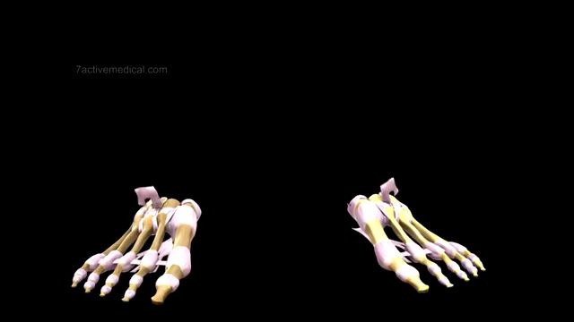 人体骨架206块骨头是如何组合在一起的