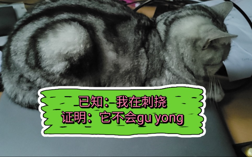 猫根本不会gu yong!!!哔哩哔哩bilibili