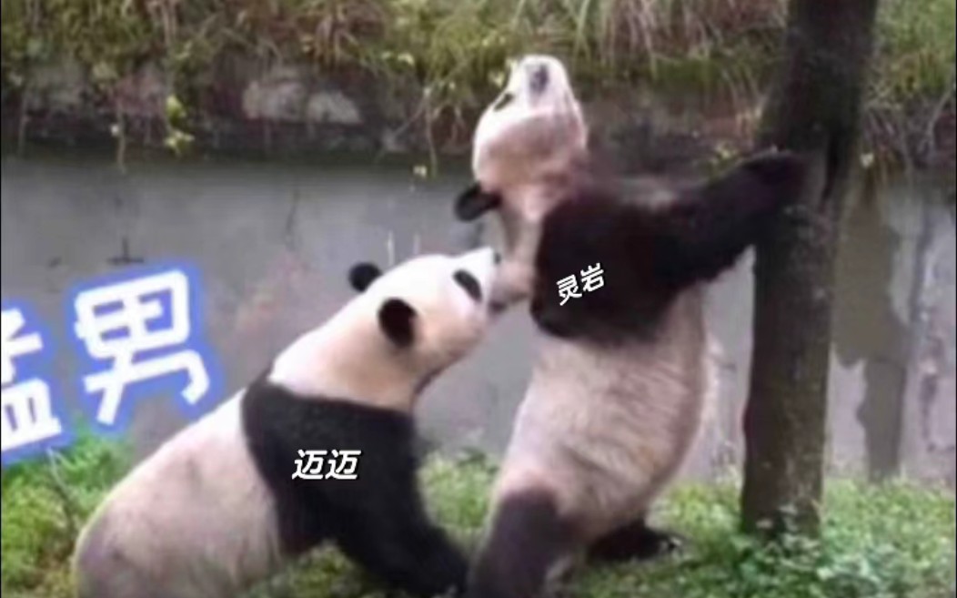 灵岩和迈迈 大熊猫灵岩/大熊猫迈迈