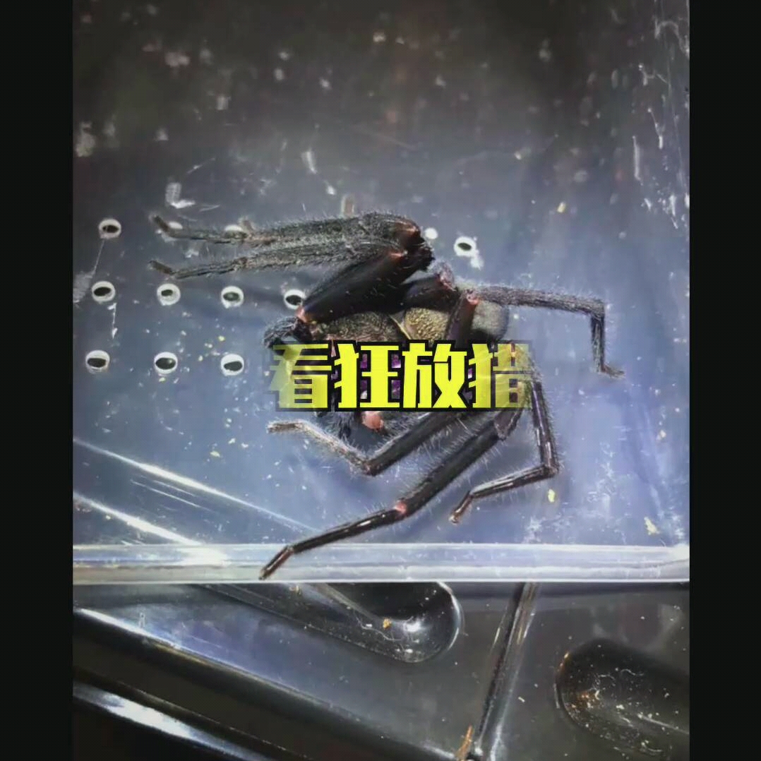 应粉丝要求狂放猎人蛛(已安排到位)时间有限拍的不多