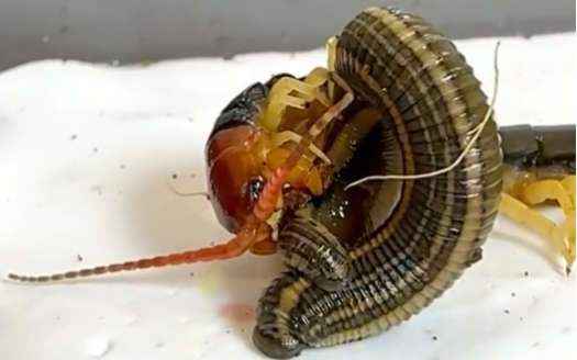 水蛭大战蜈蚣!条状生物的对决! #动物世界