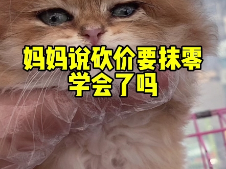 妈妈说砍价要抹零 学会了吗 #帮粉丝淘猫 #宠物市场 #猫咪哔哩哔哩bilibili