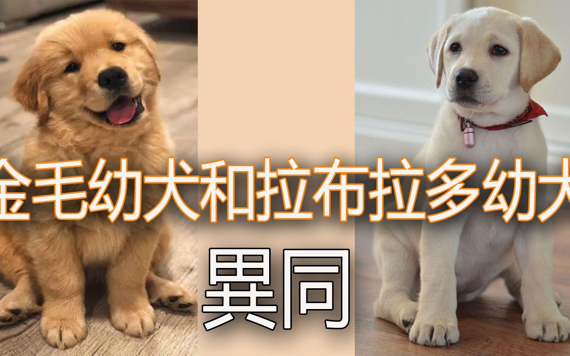 金毛幼犬和拉布拉多幼犬的异同哔哩哔哩bilibili