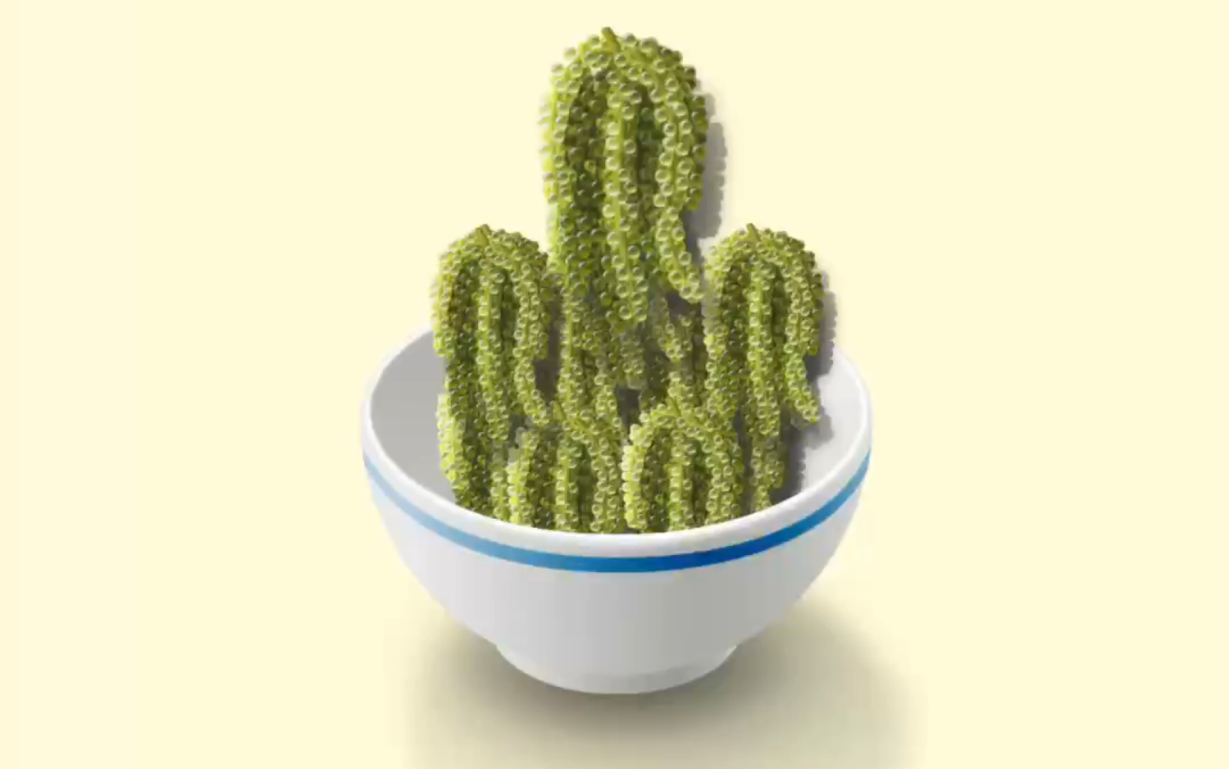 活动  【咀嚼音】吃20串海葡萄