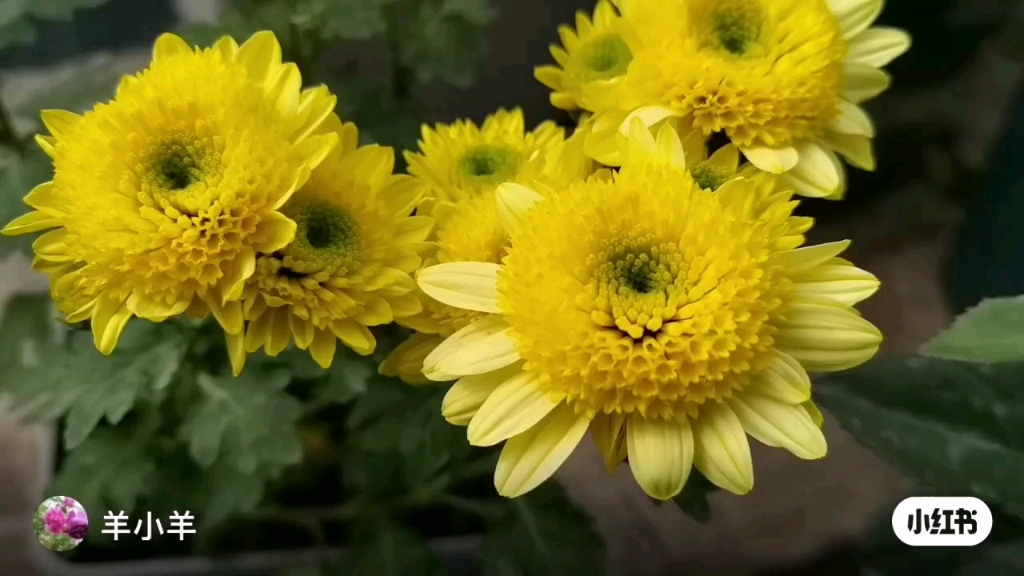 [图]小菊的花花世界：丁子菊，泰迪菊，秀风车，银色光辉