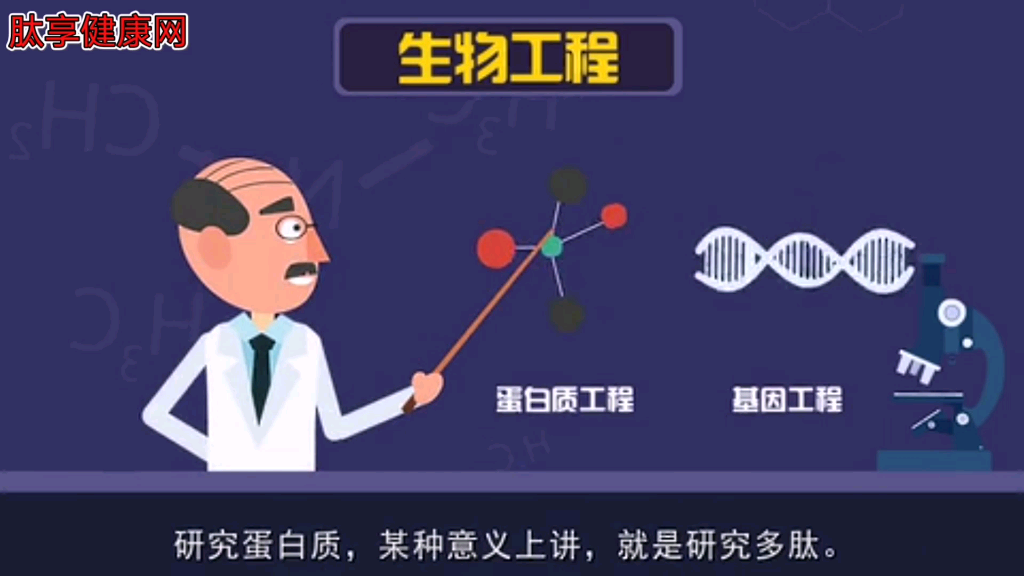 什么是肽肽是两个或两个以上的氨基酸以肽键相连的化合物哔哩哔哩bilibili