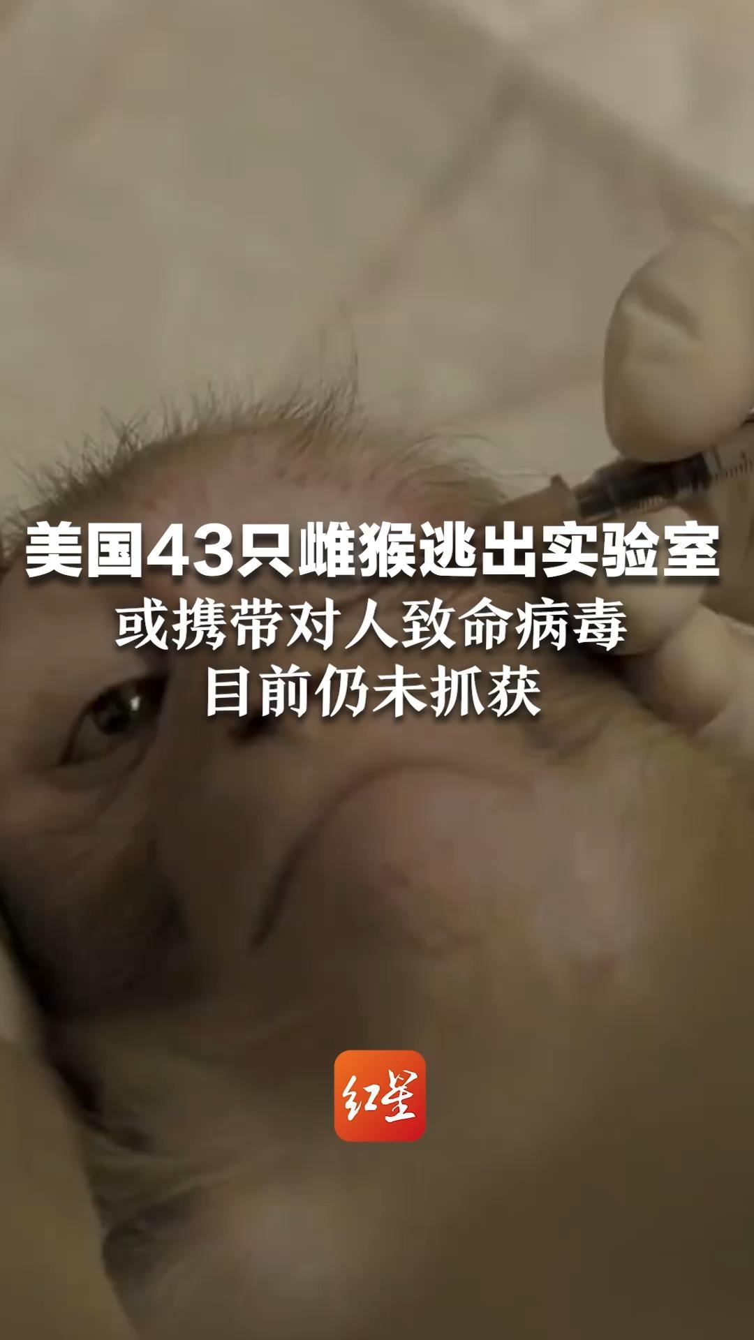 美国43只雌猴逃出实验室,或携带对人致命病毒,目前仍未抓获哔哩哔哩bilibili