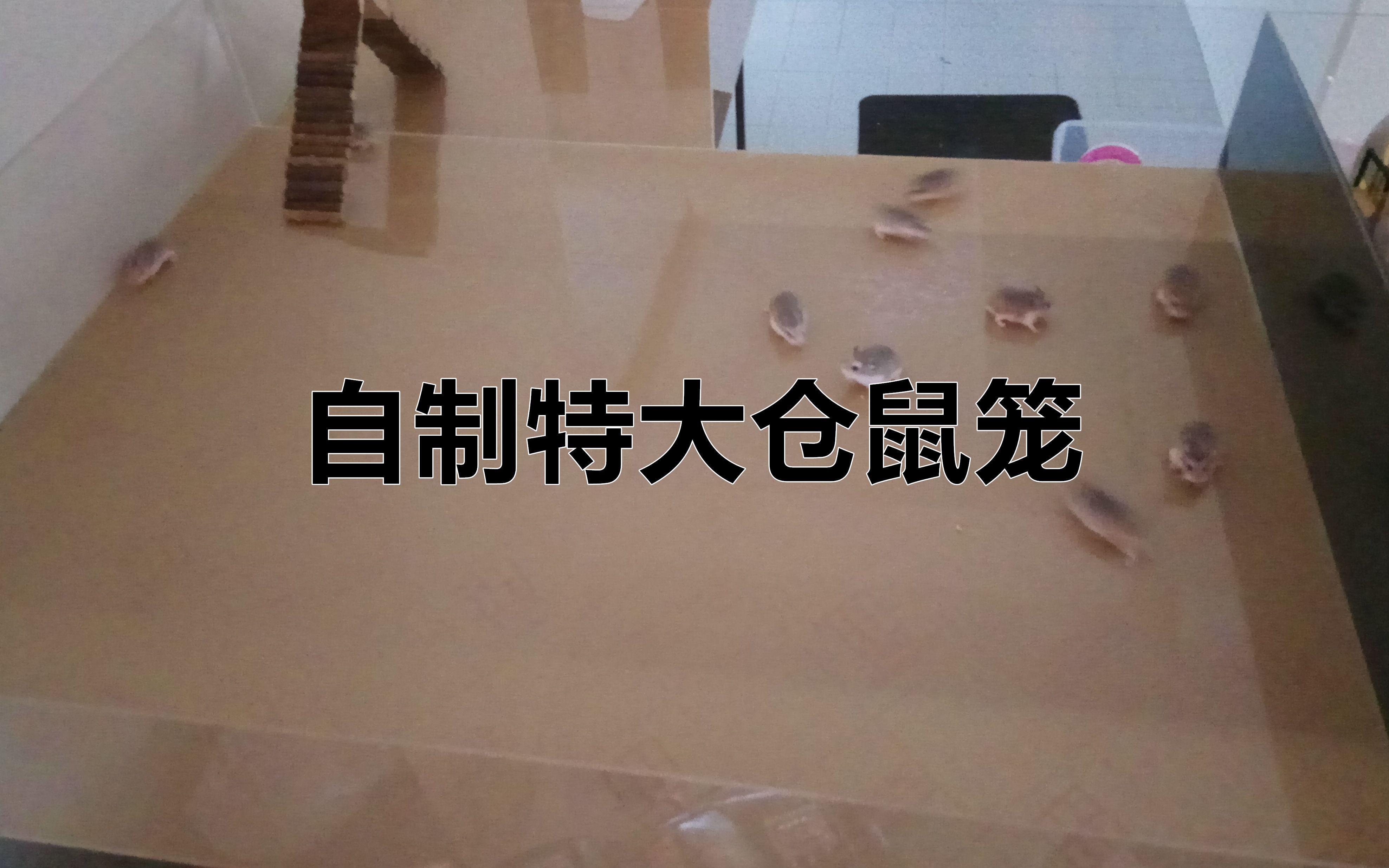 [图][DIY] 自制特大号仓鼠笼, 老公公/罗伯罗夫仓鼠的新家!