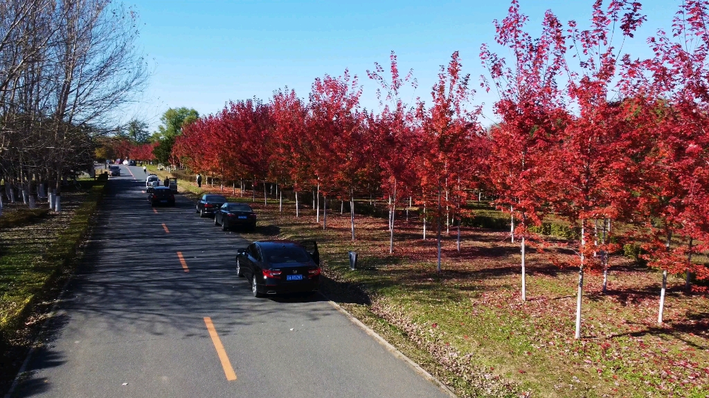 沈北新区景观路枫叶红了_哔哩哔哩_bilibili