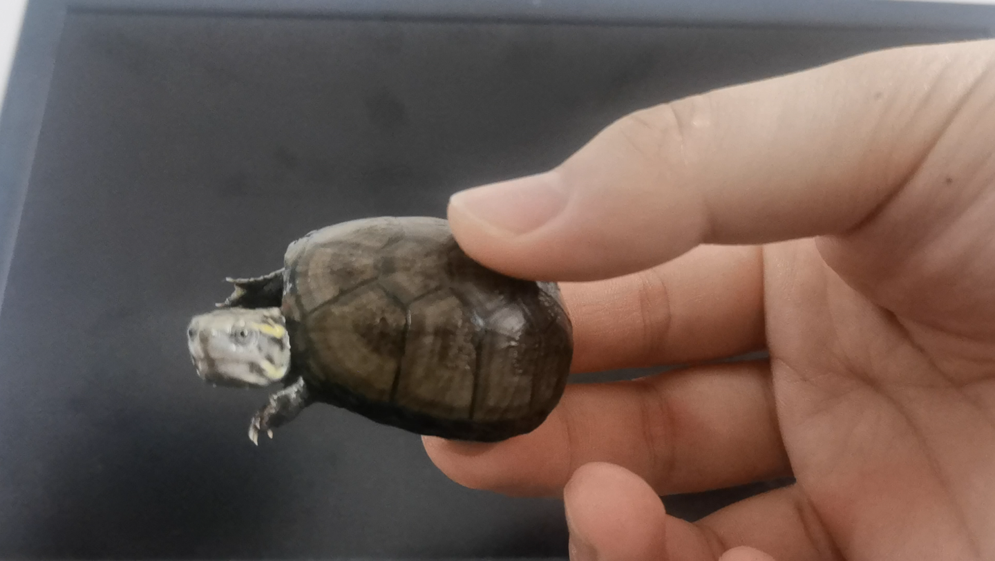 超凶的头盔泥龟