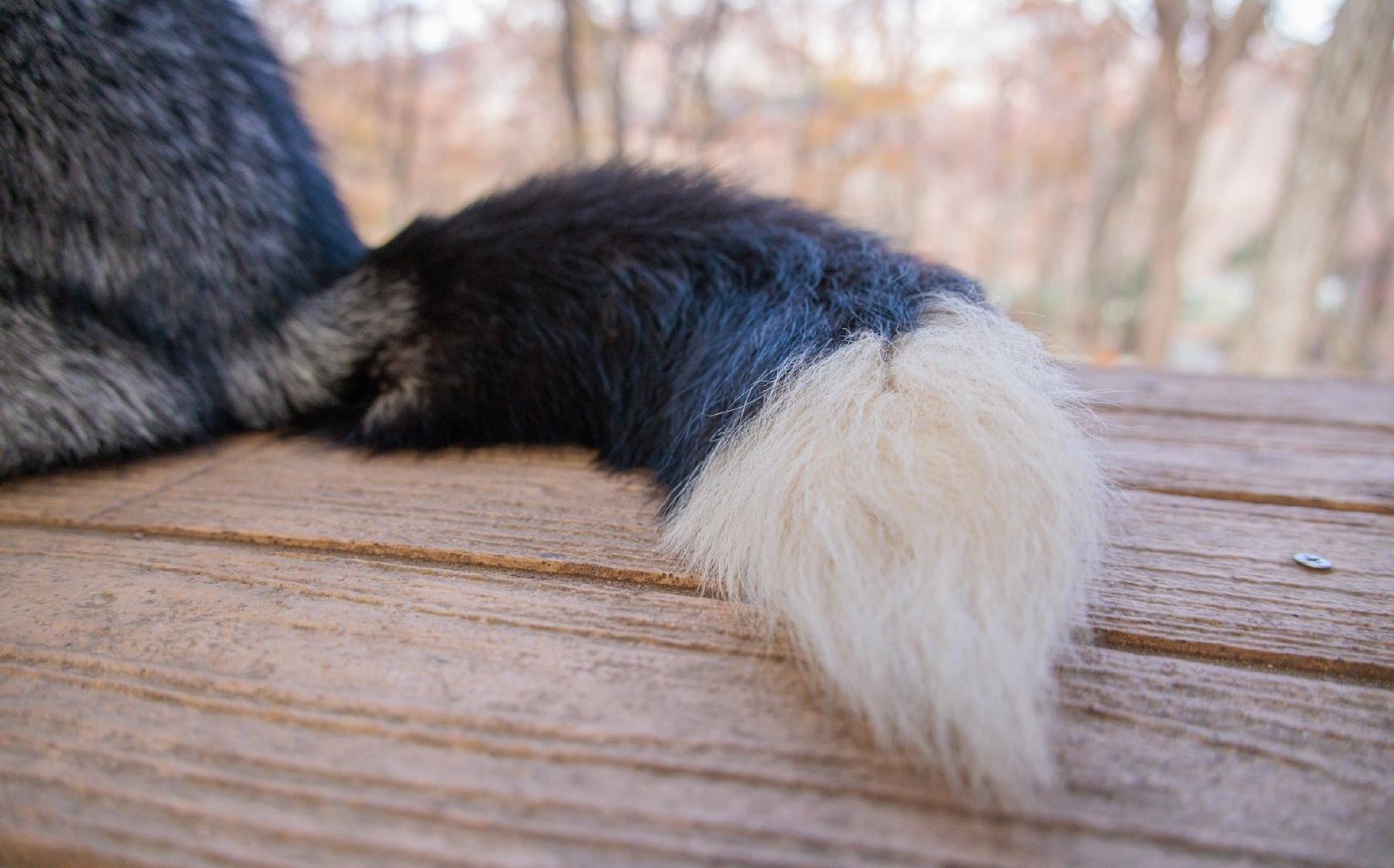 【瞎剪辑】狐狸大尾巴绝妙噫,摇尾巴uuuuu_哔哩哔哩_bilibili