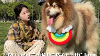 遛130斤的巨型熊版阿拉斯加是什么体验？