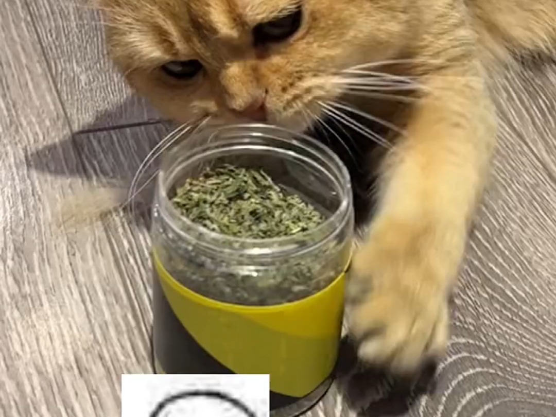 没有哪个小猫咪能抵挡住猫薄荷的诱惑~ Q7哔哩哔哩bilibili