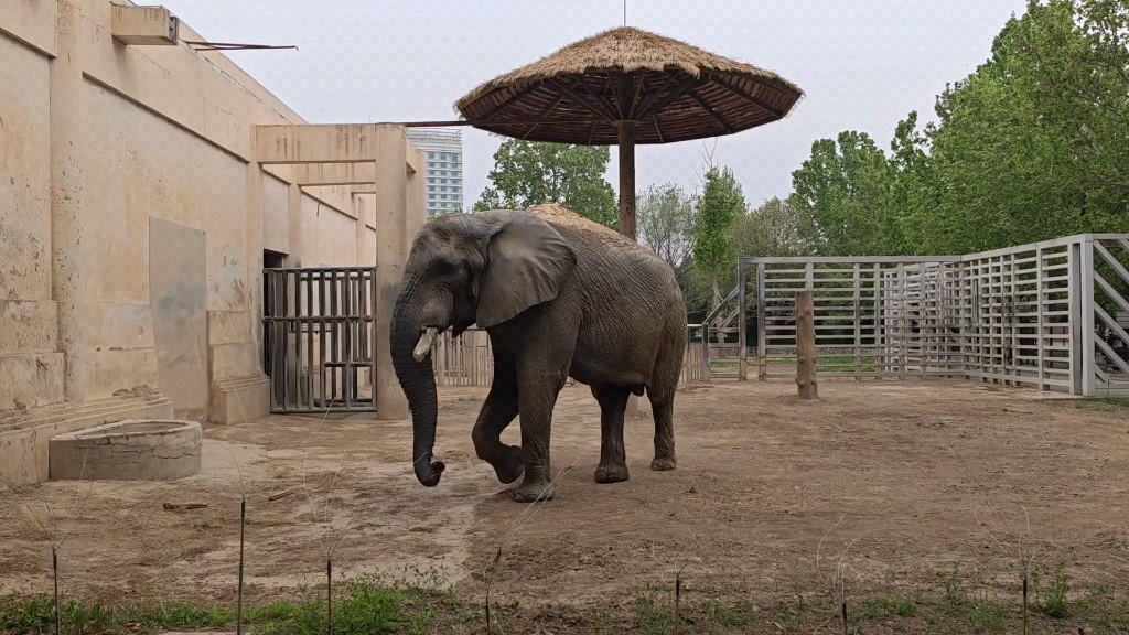 北京动物园最大的大象图片