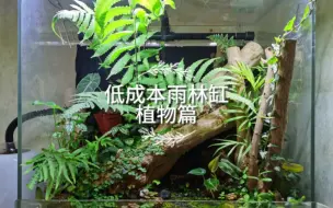 Tải video: 低成本雨林缸-植物篇