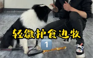 Download Video: 狗狗护食你们还在打一顿吗？方法有什么多种，打也是一种。不过要根据实际问题来解决。