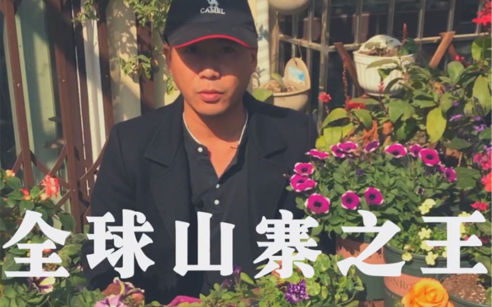 全球山寨之王矮牵牛星空被中国人玩坏了培育出重瓣品种