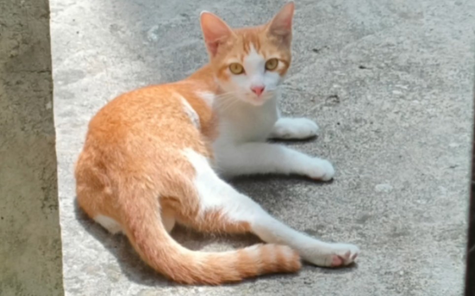 【弹弓猫】猫猫睡觉的样子真可爱