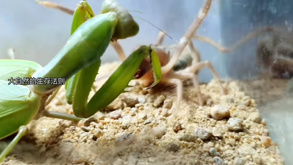 螳螂vs避日蛛,以为螳螂会获胜想多了.