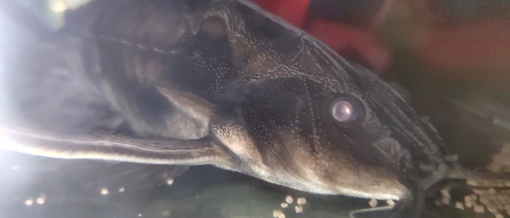 一条底滤格子养了两年的艾温铁甲武士,经常一个月才喂一顿.