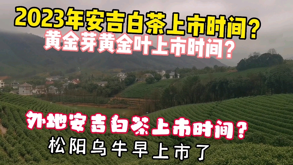 2023年新茶安吉白茶啥时候上市?黄金芽黄金叶上市时间?为啥外地安吉白茶比本地早半个月?哔哩哔哩bilibili