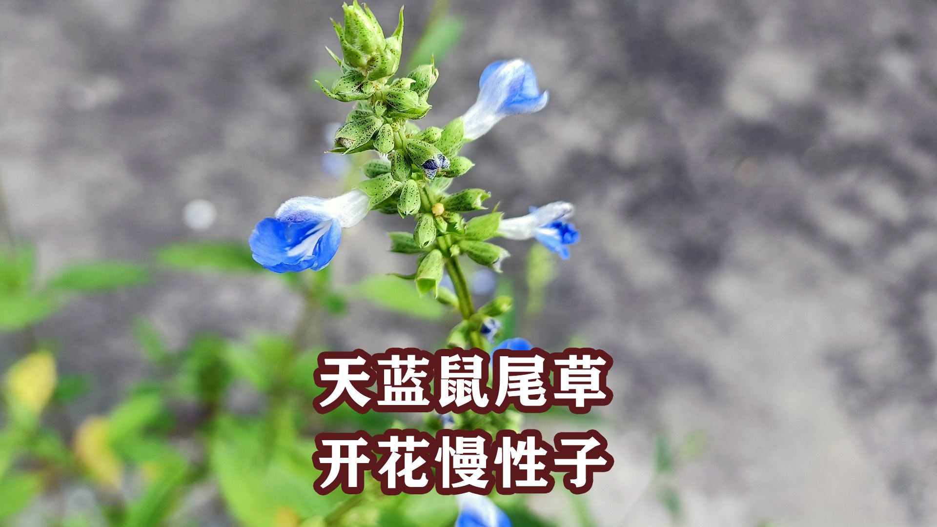 天蓝鼠尾草:8月里才看到花,不容易啊!哔哩哔哩bilibili