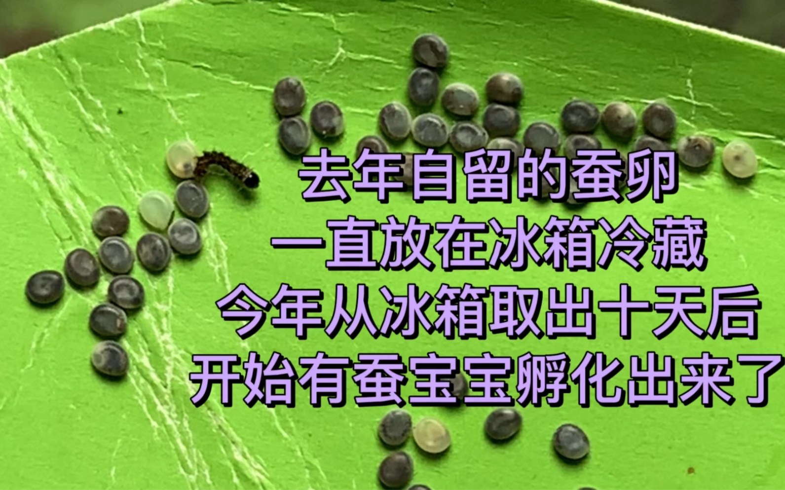 去年自产的蚕卵,放在冰箱里冷藏,今天开始孵化出蚕宝宝了哔哩哔哩bilibili