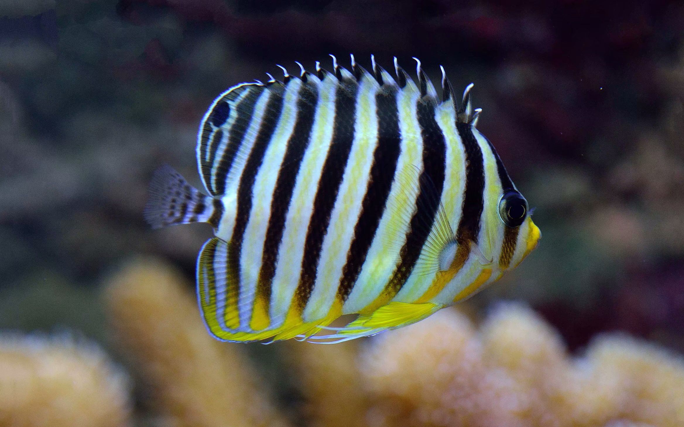 liveaquaria03 教你怎么饲养薄荷仙