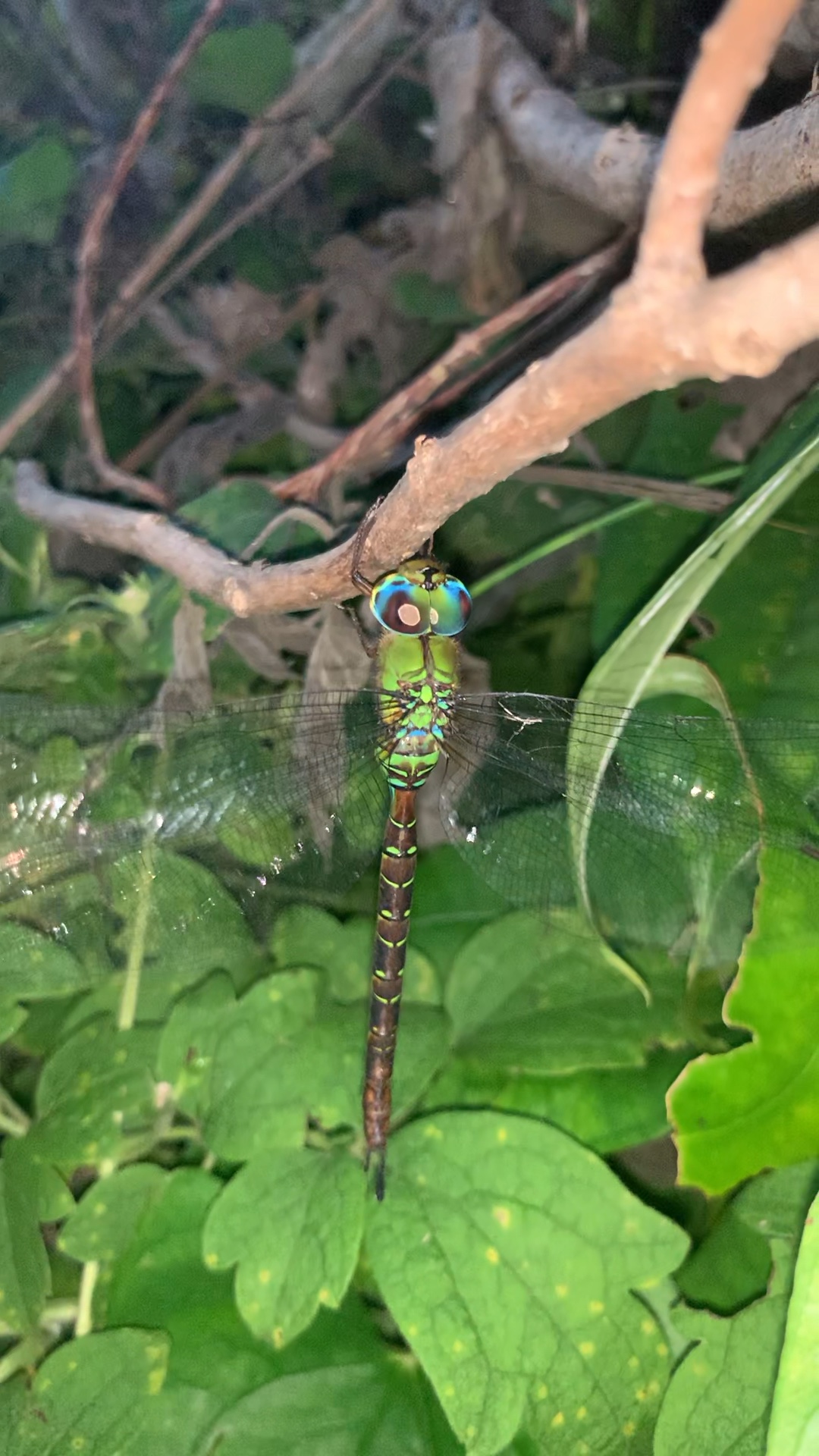 又到了抓日本长尾蜓的季节了[呲牙]雄性不_哔哩哔哩_bilibili