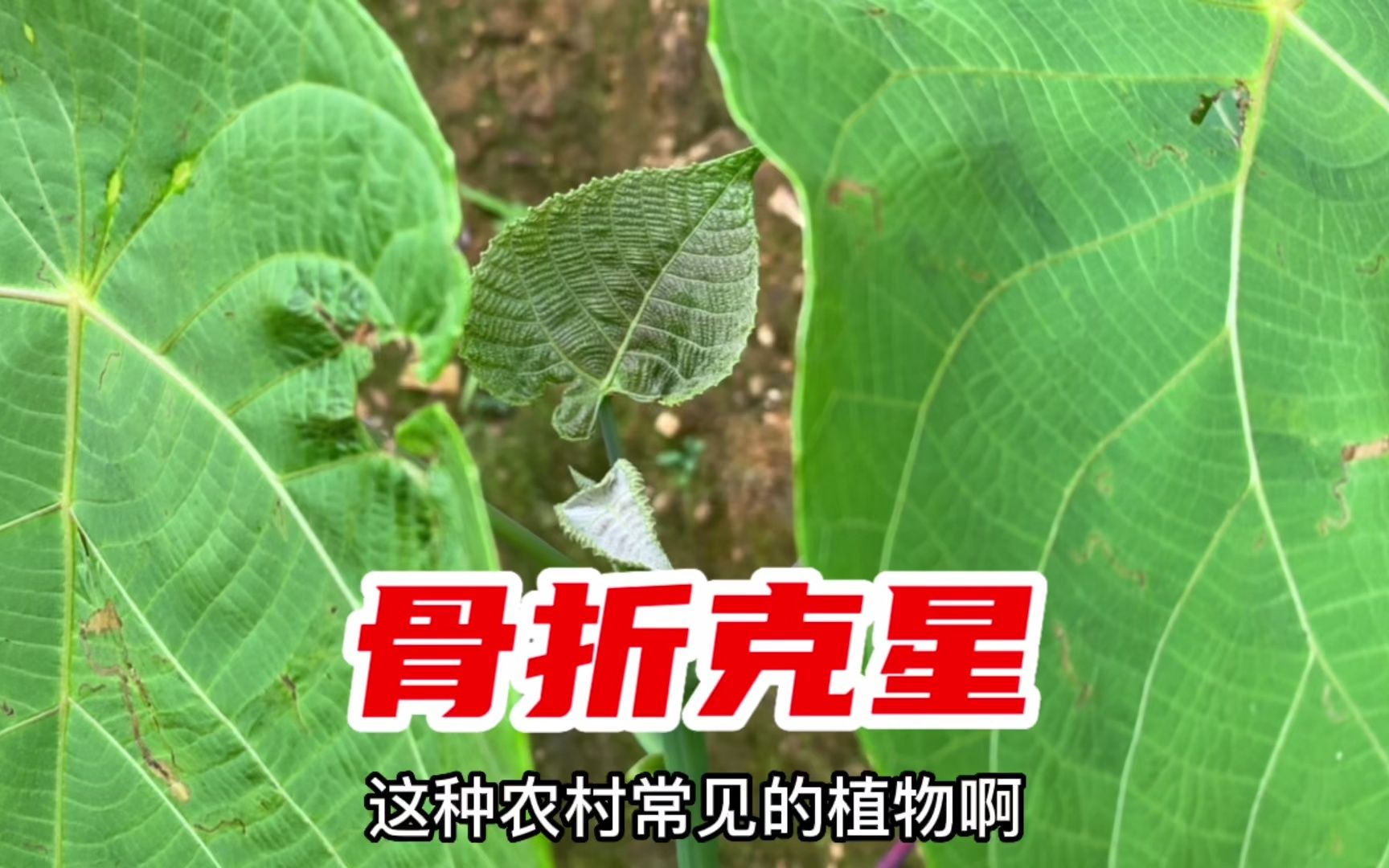 [图]这植物叫毛桐，把它捣碎作用厉害了，号称“骨折克星”，你见过吗