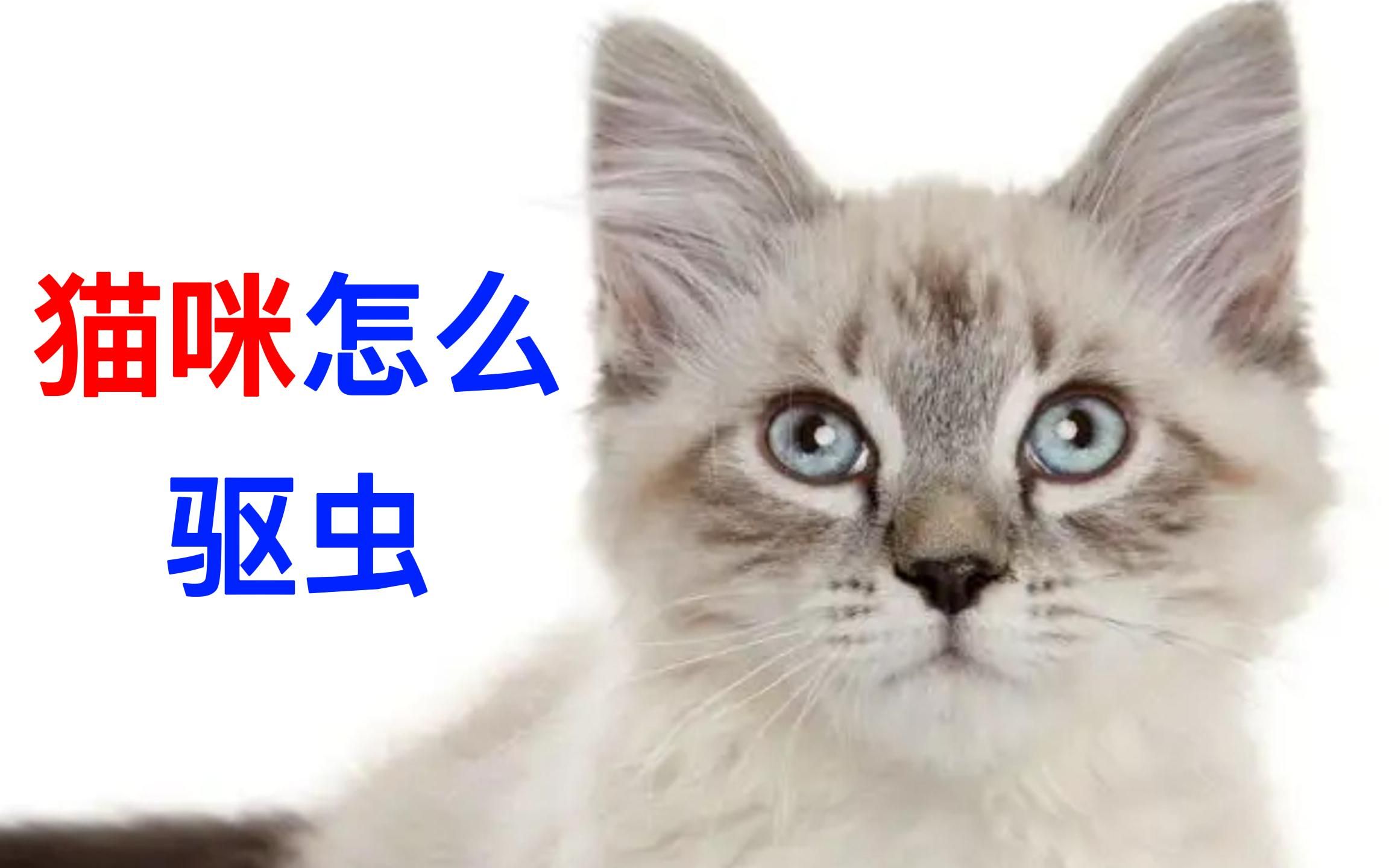 猫咪怎么驱虫哔哩哔哩bilibili