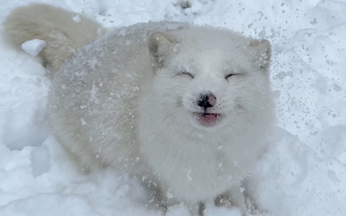 [图]家养的雪狐第一次玩雪，好兴奋呀，直接觉醒本能！！！