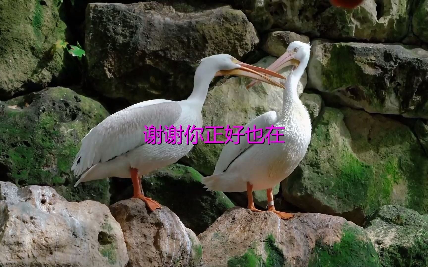 《倾城之恋》经典歌曲欣赏哔哩哔哩bilibili