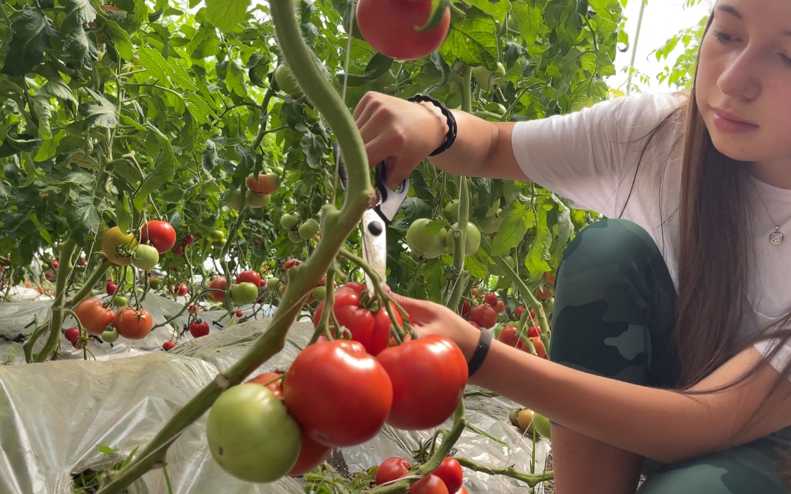带孩子在加拿大农场采摘番茄,感受丰收的喜悦!