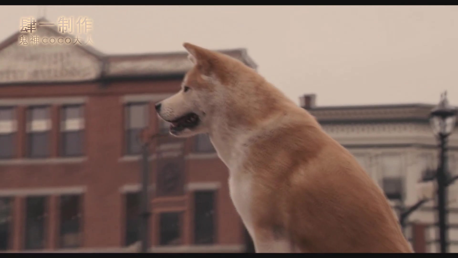日本电影忠犬八公物语图片