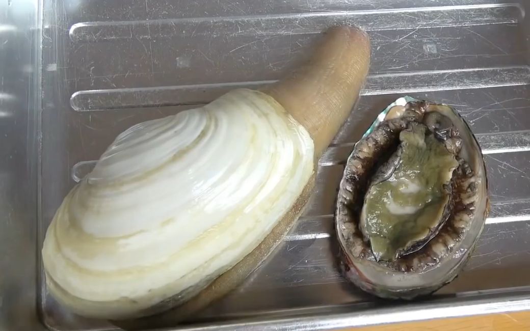 【海鲜小哥金子】鲍鱼和白象拔蚌做成的美味手盛 @柚子木字幕组