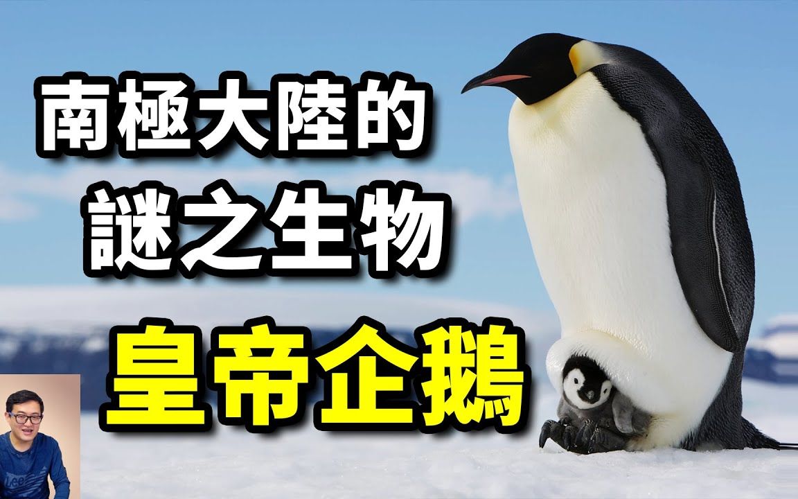 南极最惊人的谜团,动物界最纯的爷们!皇帝企鹅到底经历了什么? 【老肉杂谈哔哩哔哩bilibili