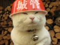 【篮子猫】猫叔大萌喵喵喵~~哔哩哔哩bilibili