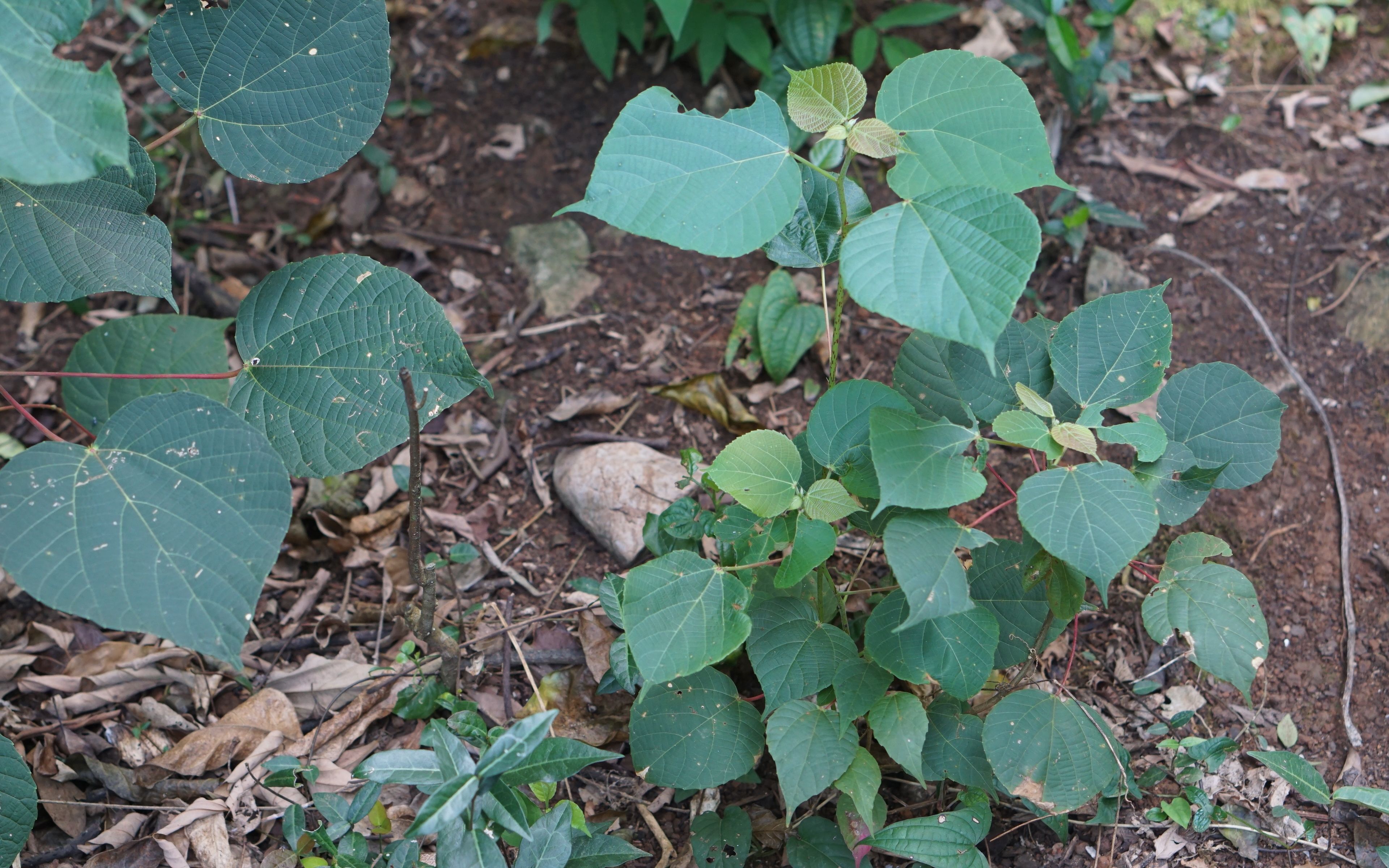 常见山野植物叶宽梗红雌雄异株红背山麻杆大戟科