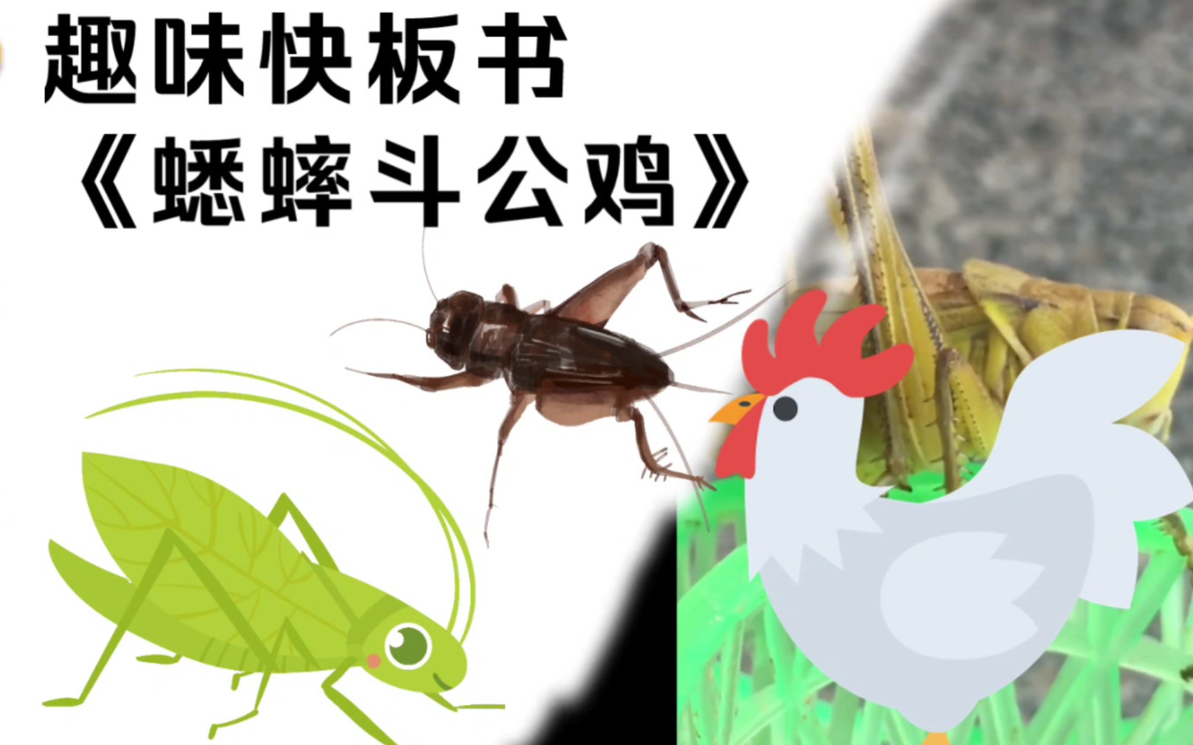 【快板书】蟋蟀斗公鸡 知西辙绕口令 民间故事芦花鸡斗蛐蛐