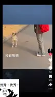 Download Video: 《tiktok》看国内大学生给路边狗子东西吃——狗子闻了直接无视略过