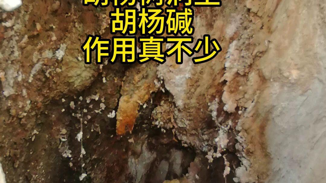 胡杨树洞里胡杨碱作用真不少_哔哩哔哩_bilibili