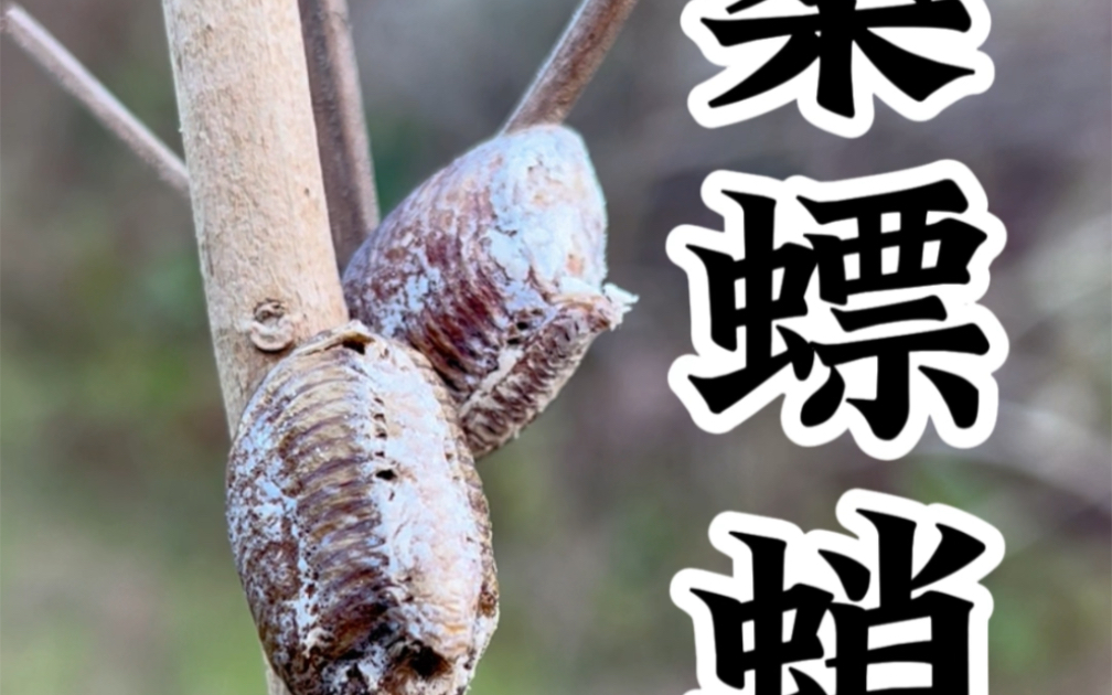 转了一天的大山才找到:桑螵蛸,俗称濑尿狗,它其实是螳螂的卵巢,你们叫