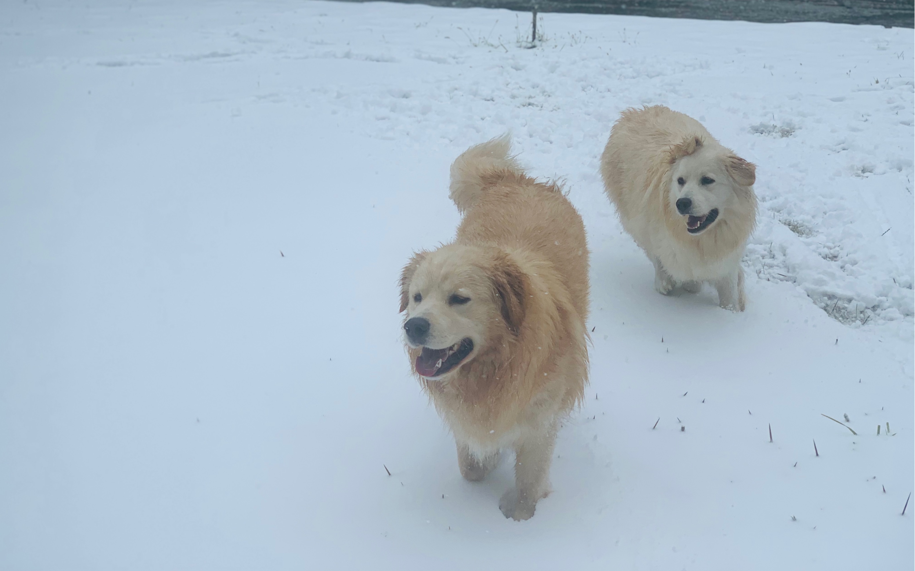 没见过雪的狗子们【金萨】