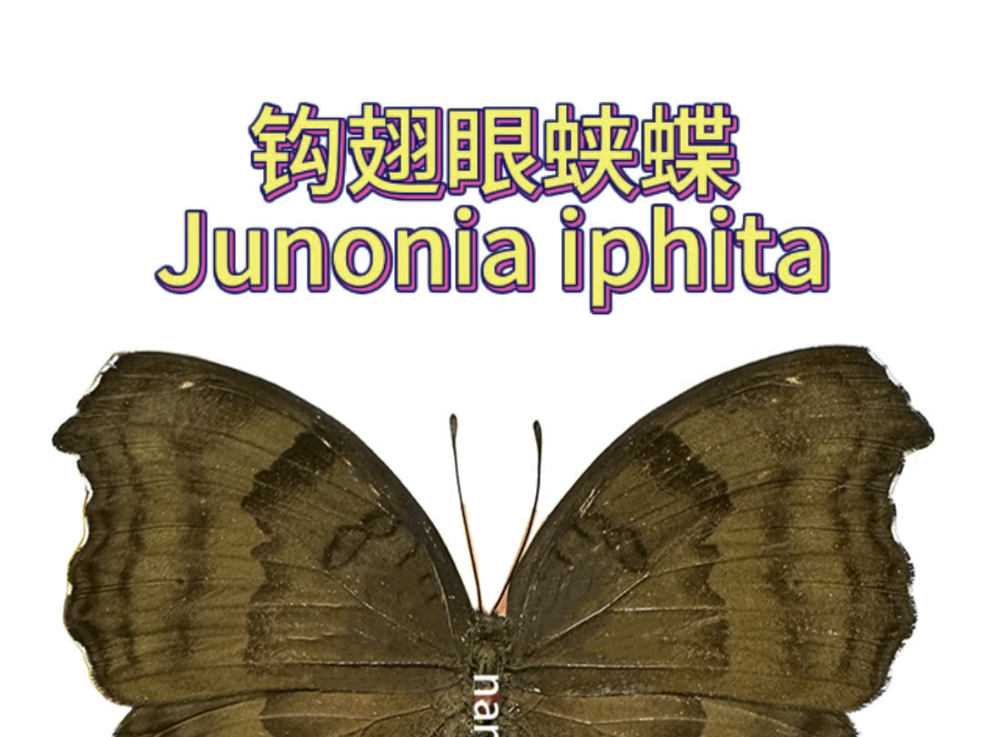 钩翅眼蛱蝶 Junonia iphita哔哩哔哩bilibili