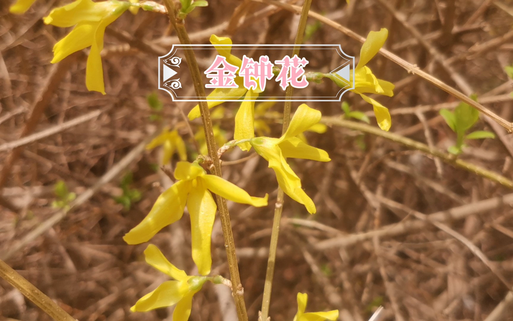 金钟花—易混淆植物哔哩哔哩bilibili