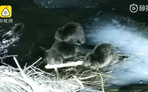 Скачать видео: 【河狸】新疆首次拍到五只河狸聚餐画面：吃秋天储存的食物，一顿吃了6个小时