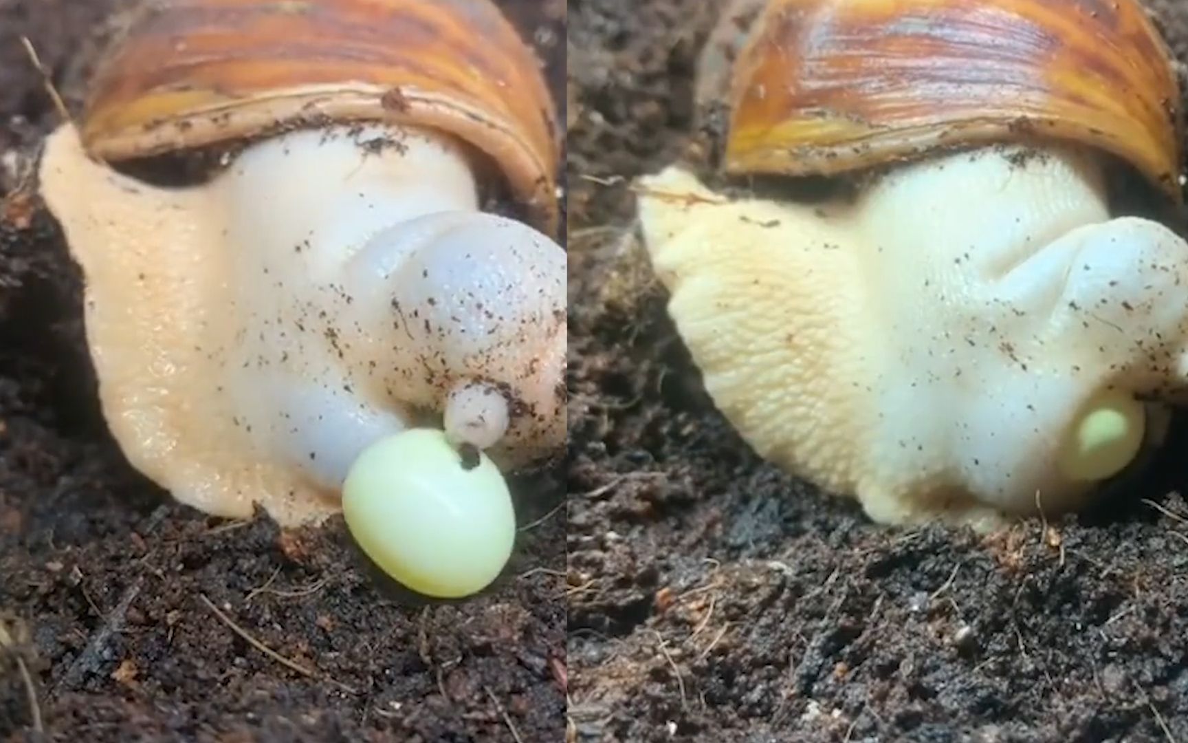 蜗牛刚出生的样子图片