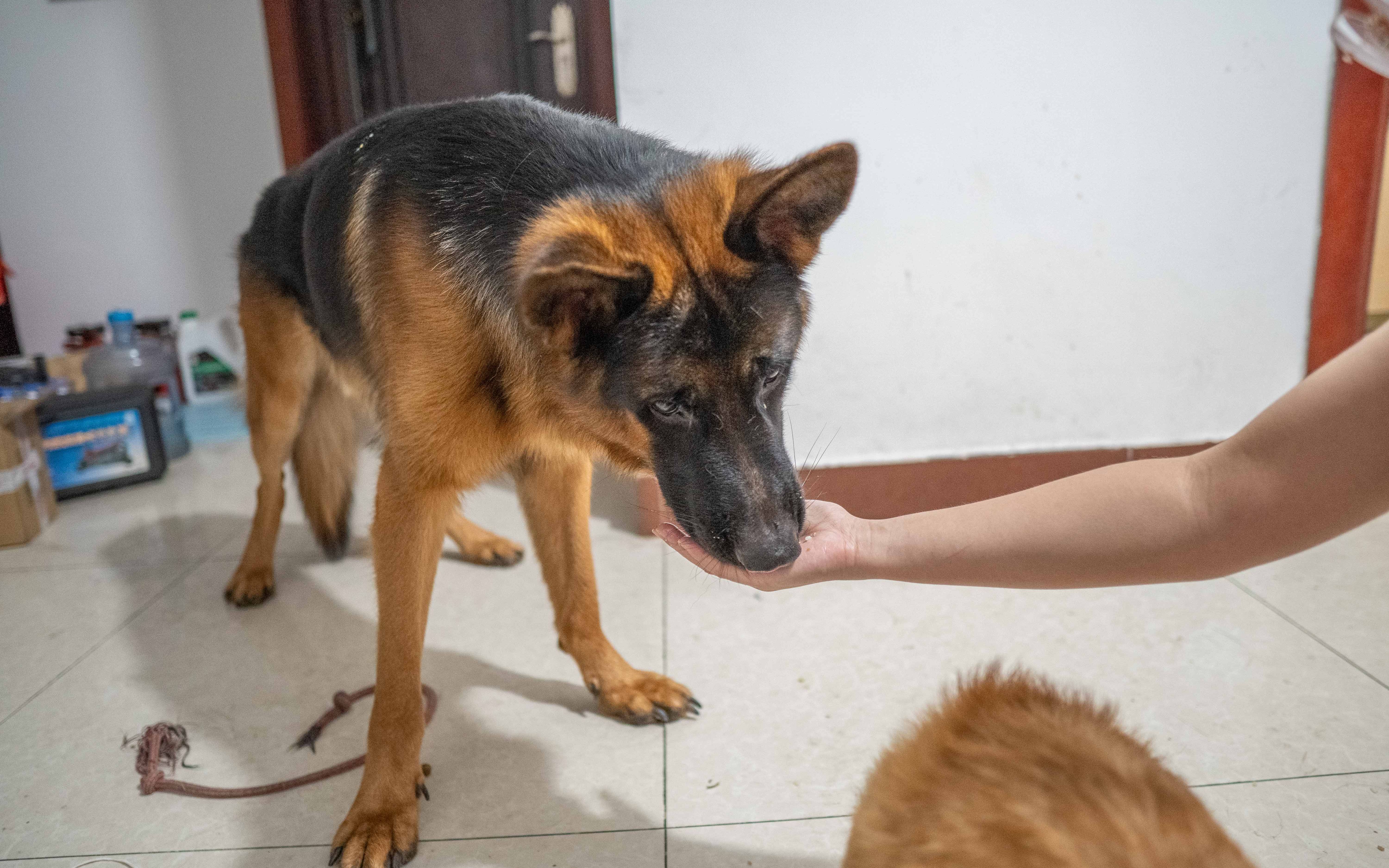 某人又来伺候狗老爷们吃饭了_哔哩哔哩_bilibili